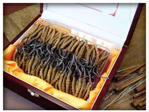 无棣冬虫夏草回收